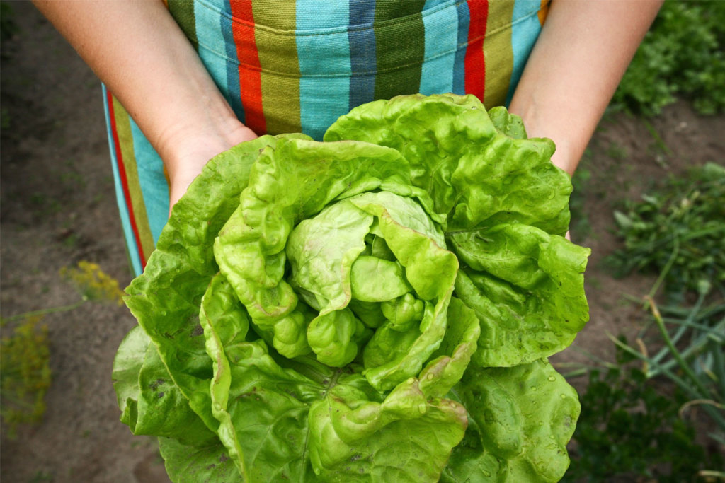 Garden Fresh Salad Company